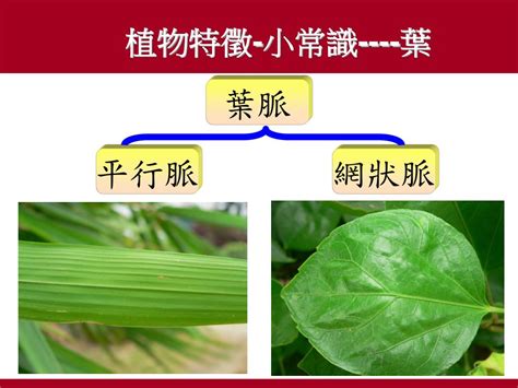 平行脈植物|認識植物的各種葉子型態：揭開植物形態學的奧秘